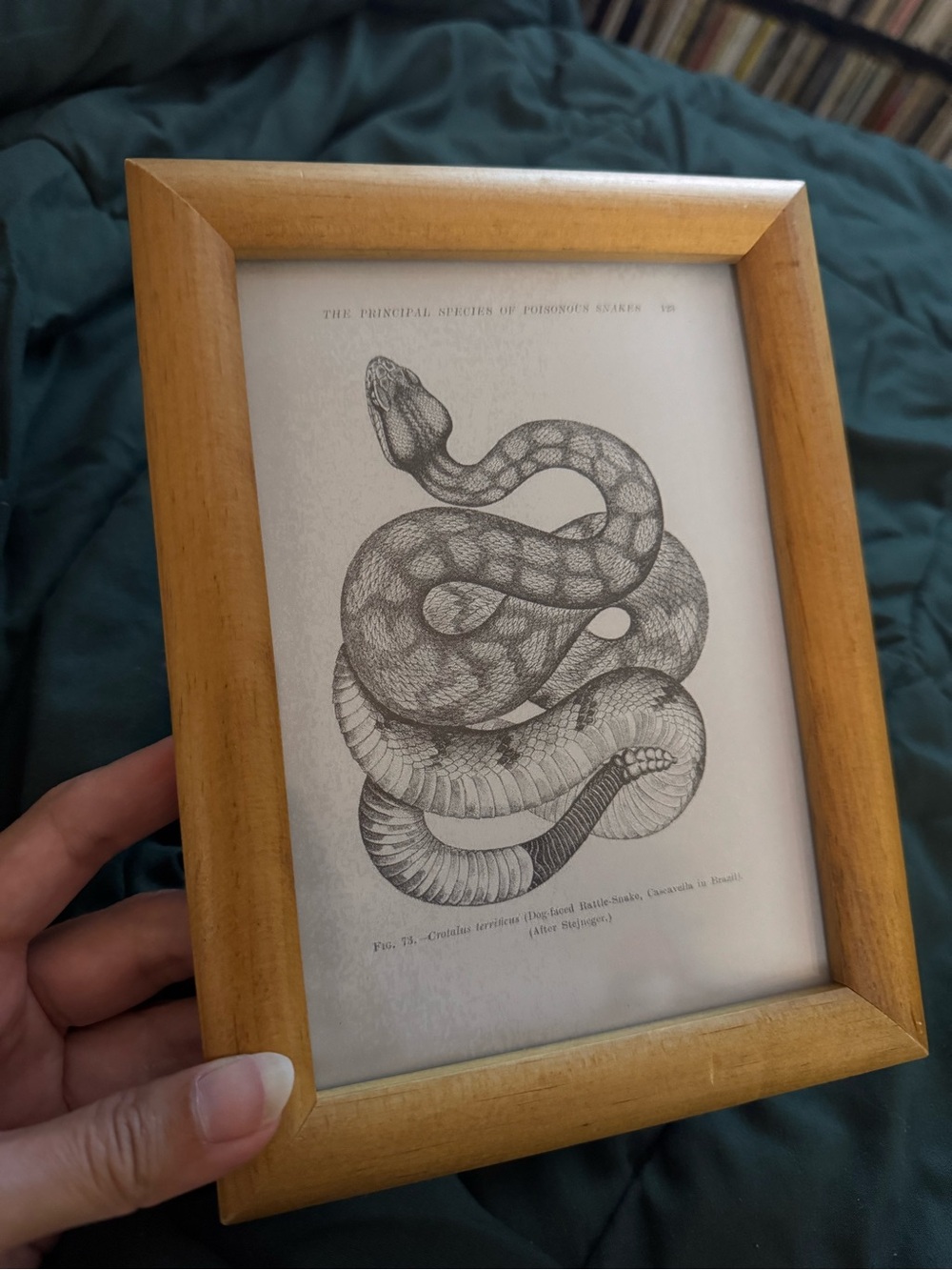 Natural Wood Reptile Picture Frame with Rattle Snake Print - Brown